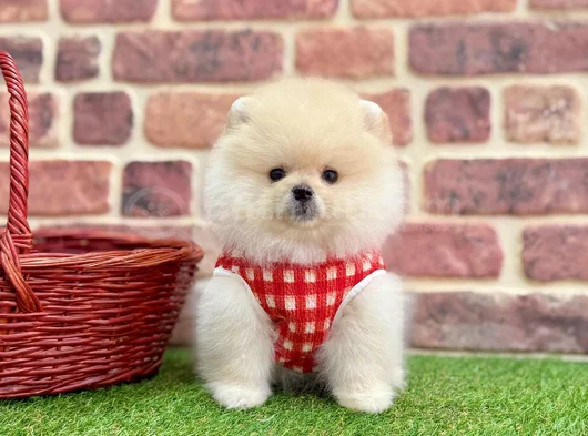 Pomeranian Boo Sevimli  Tuylu Bebekler görsel