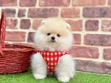 Pomeranian Boo Sevimli  Tuylu Bebekler