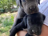 Cane Corso Yavrularım Sağlık Ve Irk Garantilidir