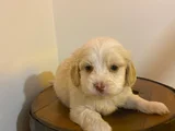 Topaç Gibi Maltipoo Yavrularımız