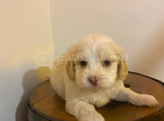 Topaç Gibi Maltipoo Yavrularımız görsel
