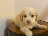 topaç gibi maltipoo yavrularımız