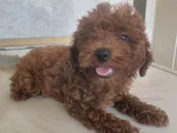 Sağlık Garantili Toy Poodle