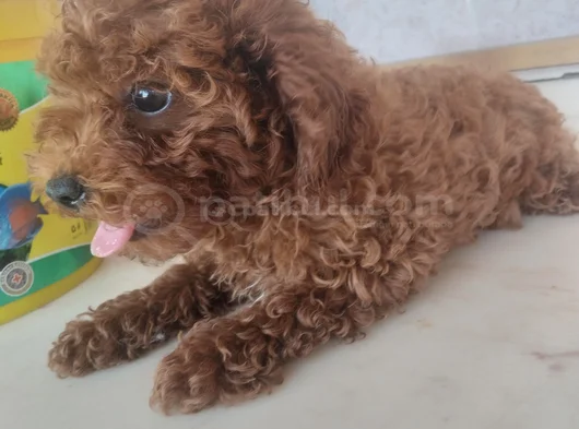 Sağlık Garantili Toy Poodle görsel
