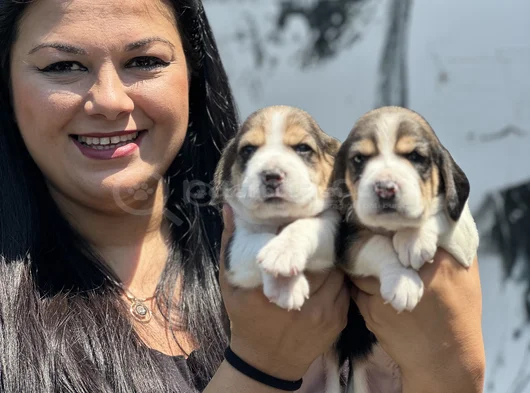 Elizabet Beagle Yavrularımız görsel