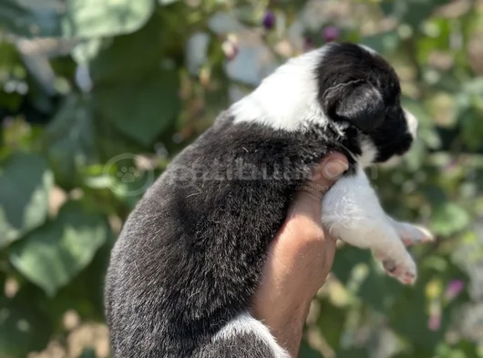 Mükemmel Border Collie Yavrularım görsel