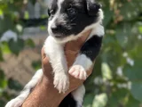 Mükemmel Border Collie Yavrularım