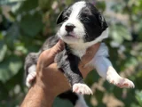 Mükemmel Border Collie Yavrularım