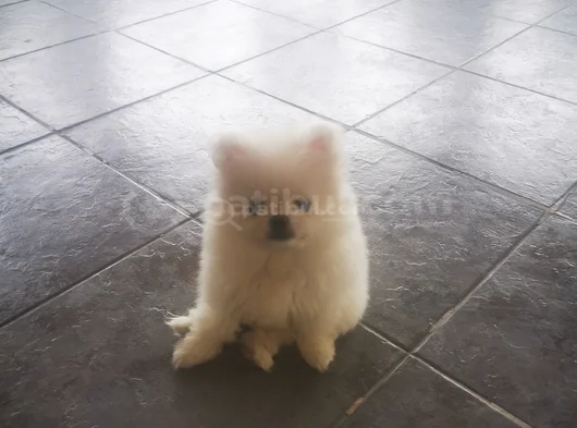 50 Günlük Bakımlı Sağlıkli Pomerian görsel
