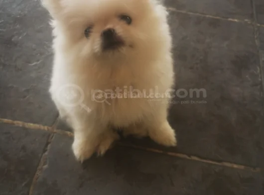 50 Günlük Bakımlı Sağlıkli Pomerian görsel