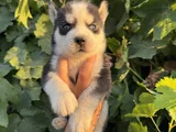 Mavi göz husky bebekler