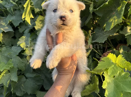 Mavi Göz Husky Bebekler görsel