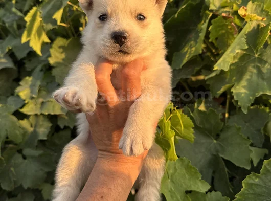Mavi Göz Husky Bebekler görsel