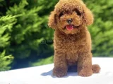 KORE ORJİNAL POODLE BEBEKLER GARANTİLİ