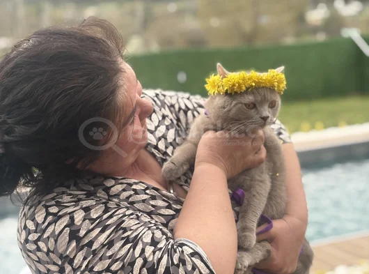 British Shorthair Ücretsiz Kedi görsel