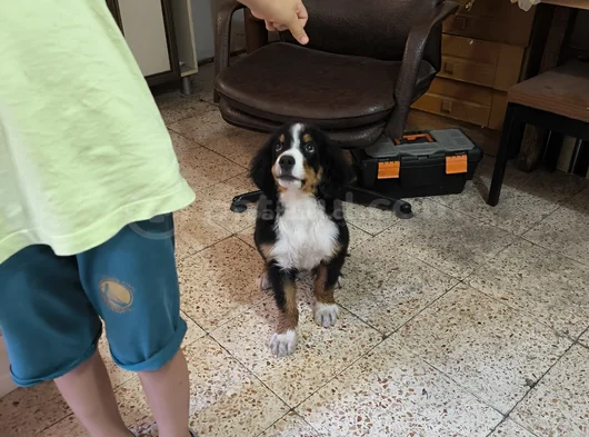 3 Aylık Erkek Orjinal Bernese Yavrusu Pet Eğitimli görsel