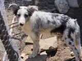 4 Aylık Border Collie Blue Merle