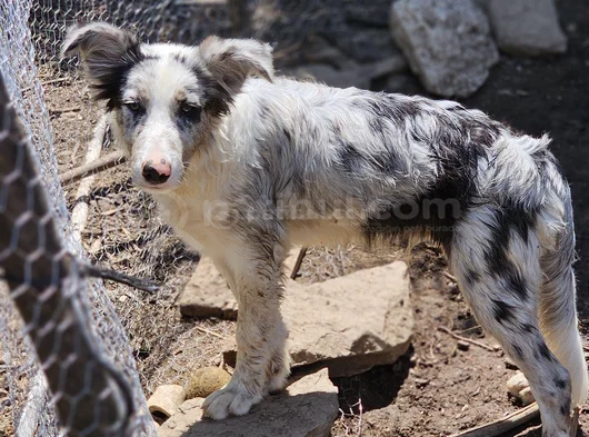 4 Aylık Border Collie Blue Merle görsel