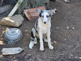 4 Aylık Border Collie Blue Merle