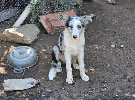 4 Aylık Border Collie Blue Merle görsel