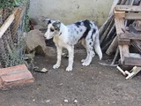 4 Aylık Border Collie Blue Merle