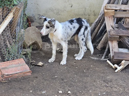 4 Aylık Border Collie Blue Merle görsel