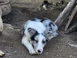 4 Aylık Border Collie Blue Merle