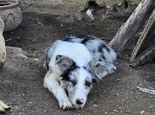 4 Aylık Border Collie Blue Merle görsel