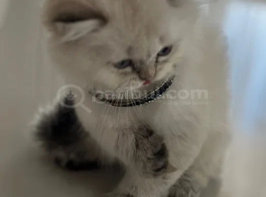 Yakışıklı Kardeşler görsel