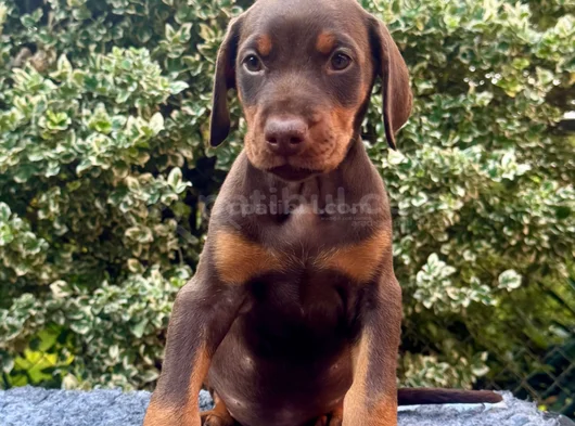 King Size Show Line Doberman görsel