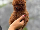 Teacup Boy Korea Kan Toypoodle Bebekler