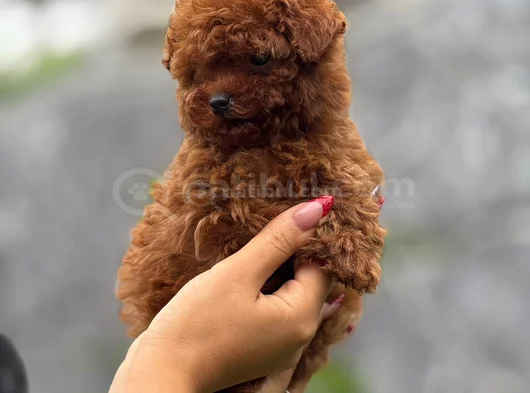 Teacup Boy Korea Kan Toypoodle Bebekler görsel