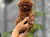 TEACUP BOY KOREA KAN TOYPOODLE BEBEKLER