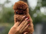 Teacup Boy Korea Kan Toypoodle Bebekler