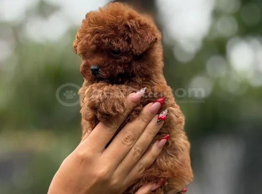 Teacup Boy Korea Kan Toypoodle Bebekler görsel