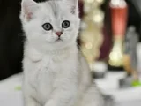 Muhteşem Tonda Ns24 Silver British Shorthair