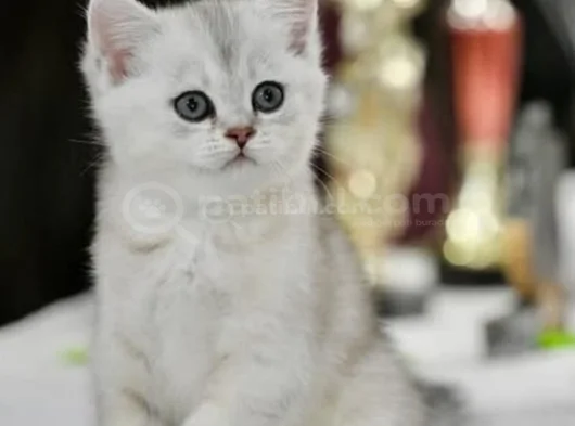 Muhteşem Tonda Ns24 Silver British Shorthair görsel