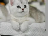 Muhteşem Tonda NS24 Silver British Shorthair