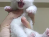 Scotish Fold British Shorthair Yavruları