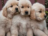Gelip Canlı Görebileceğiniz Golden Retriever Yavrular