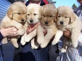 Gelip Canlı Görebileceğiniz Golden Retriever Yavrular