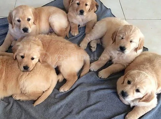 Gelip Canlı Görebileceğiniz Golden Retriever Yavrular görsel