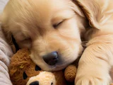 Gelip Canlı Görebileceğiniz Golden Retriever Yavrular