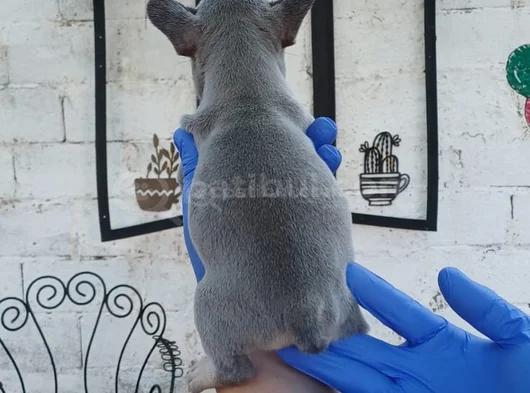 Lilactan Ve Platinum Yavrular görsel