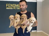 BABY FACE GOLDEN RETRIEWER YAVRULARI SAFKAN BELGELİN ANKARA