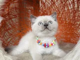 British Shorthair Bluepoint Silver Point