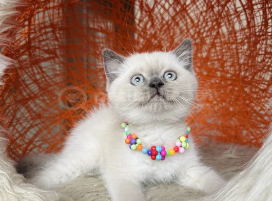 British Shorthair Bluepoint Silver Point görsel