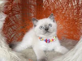 British Shorthair Bluepoint Silver Point