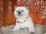 British Shorthair Bluepoint Silver Point