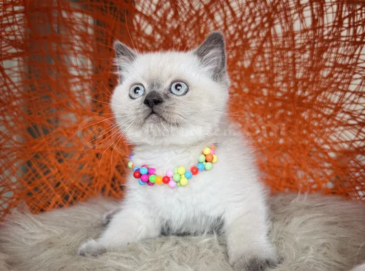 British Shorthair Bluepoint Silver Point görsel